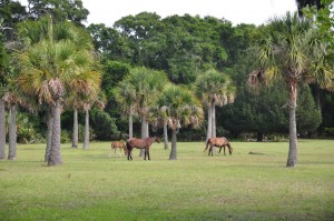 Cumberland Island 2